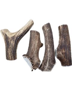 Akela Red Deer Antler XXL ~27cm ~400g